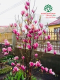 HOA MỘC LAN