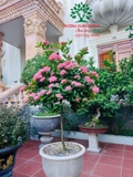CÂY HOA MẪU ĐƠN TA (TRUYỀN THỐNG)