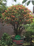 CÂY HOA MẪU ĐƠN TA (TRUYỀN THỐNG)