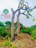 Cây Bồ Quân