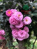 HOA HỒNG