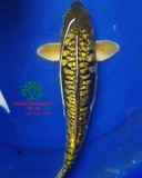 Hồ cá Koi 47