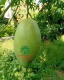 Cây Xoài
