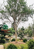 CÂY HOA MỘC HƯƠNG