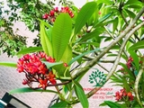Cây Đại