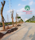 Thi công thực tế 84