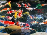 Hồ cá Koi 48