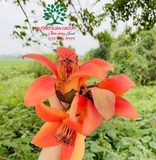 CÂY GẠO