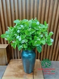CÂY HOA NHÀI