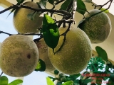 CÂY BƯỞI