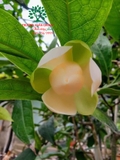 Cây Trứng Gà