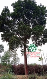 Cây Chay
