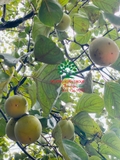 CÂY HỒNG GIÒN