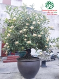 CÂY HOA MẪU ĐƠN TA (TRUYỀN THỐNG)