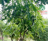 CÂY CÓC