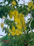 CÂY OSAKA HOA VÀNG