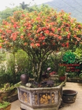 CÂY HOA MẪU ĐƠN TA (TRUYỀN THỐNG)