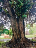 Cây Vú Sữa