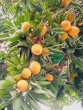 Cây Trứng Gà