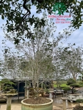 CÂY HOA MỘC HƯƠNG