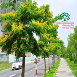 Cây Giáng Hương