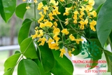 Cây Giáng Hương
