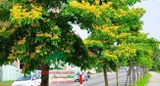 Cây Giáng Hương