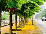 Cây Giáng Hương
