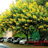 Cây Giáng Hương