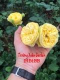 HOA HỒNG