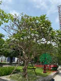 Cây Đại