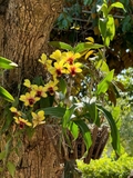 Hoa Lan