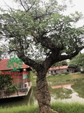 CÂY HOA SỮA