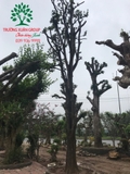 CÂY HỒNG GIÒN