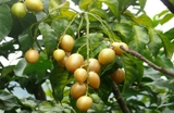 CÂY QUẤT HỒNG BÌ