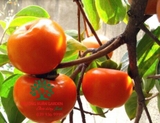 CÂY HỒNG GIÒN