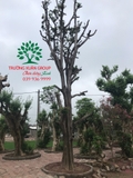 CÂY HỒNG GIÒN