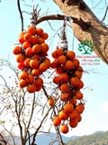 Cây Hồng Tết
