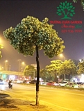 CÂY HOA SỮA