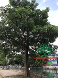 CÂY HOA SỮA