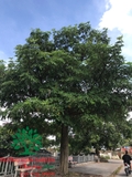 CÂY HOA SỮA