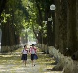 CÂY SẤU