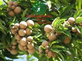 Cây Hồng Xiêm