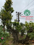 Cây Hồng Xiêm