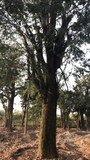 Cây Khế