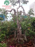 Cây Khế