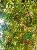 Cây Khế