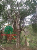 Cây Khế