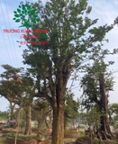 Cây Khế