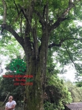 Cây Khế